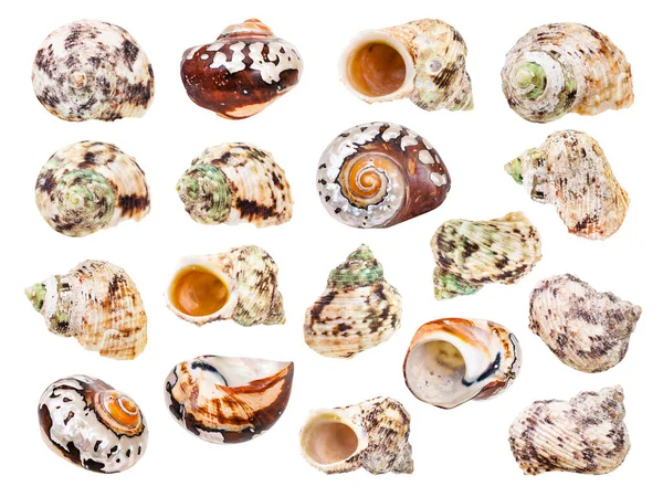 Ensemble Coquillages Mollusques Isolés Sur Fond Blanc — Photo