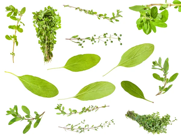 Set Fresh Marjoram Origanum Majorana Herbs Leaves Isolated White Background — Stock Photo, Image