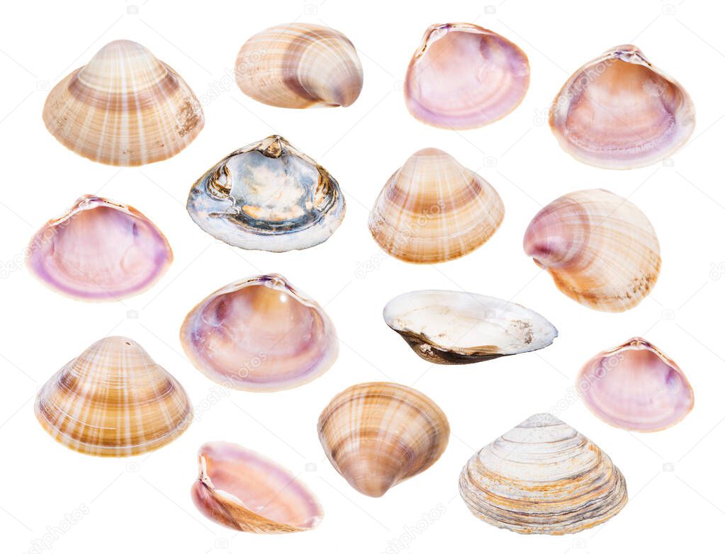 set of various shells of clams isolated on white background