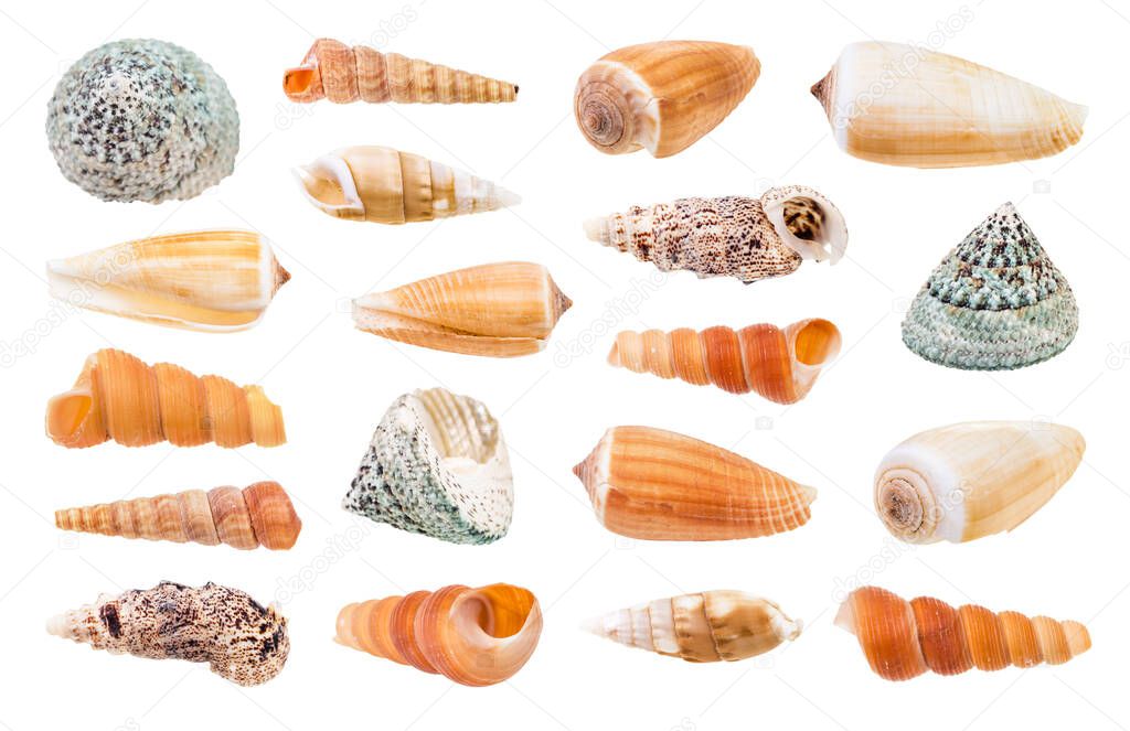 set of various sea snails isolated on white background
