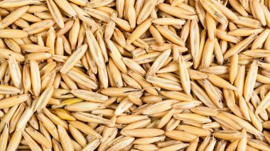 panoramik mısır gevreği arka planı - ekilmiş yulafın kuru tohumları