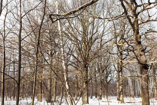 bare tree trunks in forest snow-covered by last spring snow in sunny day