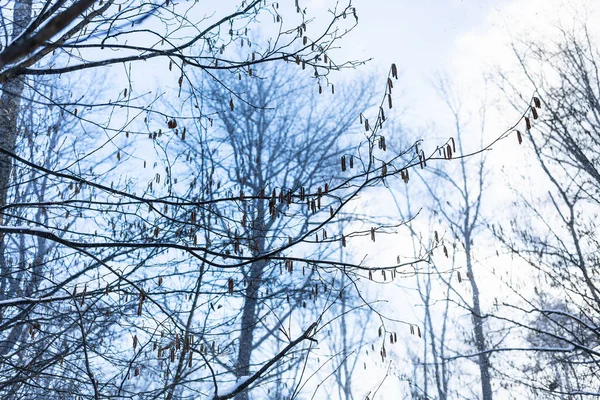 Bottom View Branches Alder Tree Fresh Catkins Blue Sky Background — Stock Photo, Image