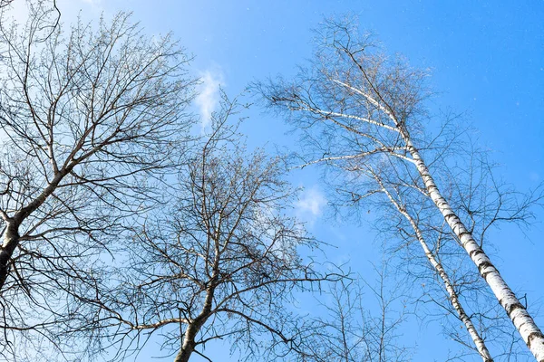 Onderaanzicht Van Boomtoppen Bos Blauwe Lucht Achtergrond Tijdens Sneeuwval Zonnige — Stockfoto