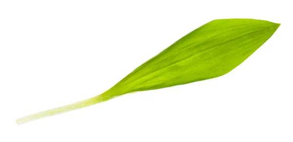 Beyaz Arka Planda Taze Yabani Sarımsak Yaprağı Ramson — Stok fotoğraf