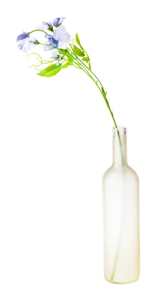 Artificial Flowers Sweet Pea Manually Tinted Glass Brandy Bottle Isolated — Stock Photo, Image