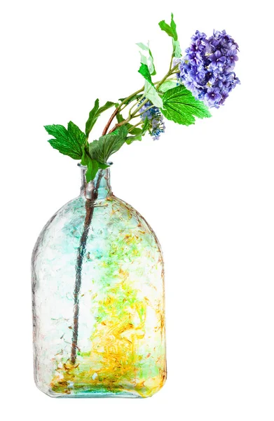 Искусственные Цветы Гортензии Ручной Росписи Стеклянной Бутылки Изолированы Белом Фоне — стоковое фото
