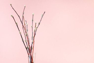 pussy willow sunday (palm sunday) feast concept - bunch of flowering pussy-willow twigs on pink pastel background with copyspace