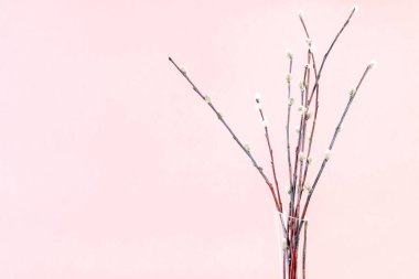 pussy willow sunday (palm sunday) feast concept - bunch of downy pussy-willow twigs on pink pastel background with copyspace