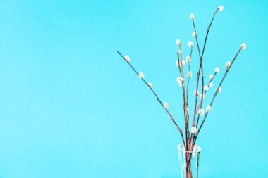 pussy willow sunday (palm sunday) feast concept - bunch of downy pussy-willow twigs on aquamarine pastel background with copyspace
