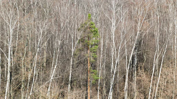 Přírodní Panoramatické Pozadí Nad Pohledem Zelené Borovice Mezi Holými Břízami — Stock fotografie
