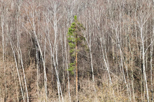 Naturlig Bakgrund Ovan Bild Gröna Tallar Mellan Kala Träd Skogen — Stockfoto