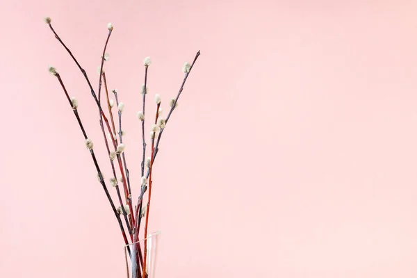pussy willow sunday (palm sunday) feast concept - bunch of flowering pussy-willow twigs on pink pastel background with copyspace