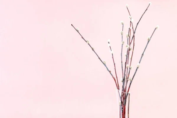 pussy willow sunday (palm sunday) feast concept - bunch of downy pussy-willow twigs on pink pastel background with copyspace