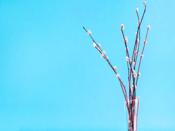 Pussy Willow Sunday Palm Sunday Feast Concept Bunch Flowering Pussy — Stock Photo, Image