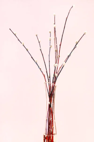 vertical pussy willow sunday (palm sunday) feast still-life - downy pussy-willow twigs in glass vase on pink pastel background