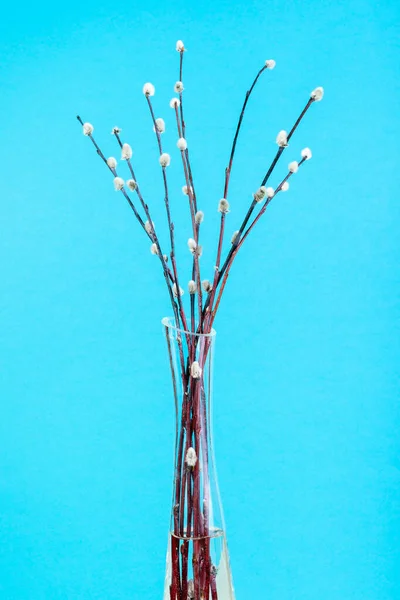 Vertical Pussy Willow Sunday Palm Sunday Feast Still Life Flowering — Stockfoto