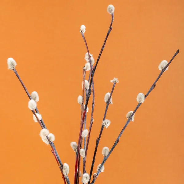 Square Pussy Willow Sunday Palm Sunday Feast Still Life Flowering — Stock fotografie