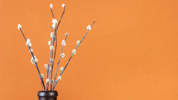 pussy willow sunday (palm sunday) feast concept - downy pussy-willow twigs in ceramic bottle on orange brown pastel panoramic background with copyspace