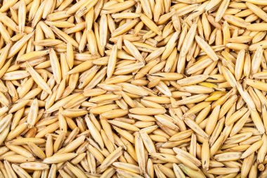 mısır gevreği arkaplanı - soyulmamış ekili yulaf tohumları