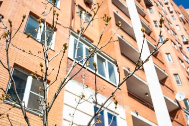 Güneşli bahar gününde arka planda at kestanesi ağacı tomurcukları ve yüksek katlı apartman evi olan dallar (ön plandaki dallara odaklan)