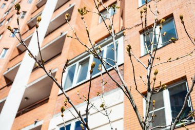 Dal dalları at kestanesi ağacı ve arka planda yüksek katlı apartman evi güneşli bahar gününde (ön plandaki tomurcuklara odaklan)