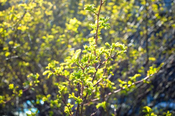 Świeże Zielone Liście Oświetlone Słońcem Parku Miejskim Słoneczny Wiosenny Dzień — Zdjęcie stockowe