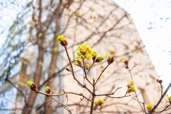 春背景的枫树花和高层公寓楼 重点是前景中的花 — 图库照片