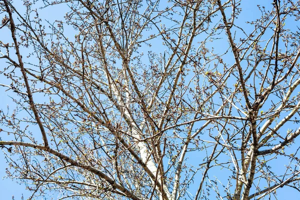 Topol Strom Pupeny Modrá Obloha Pozadí Slunečný Jarní Den Zaměření — Stock fotografie