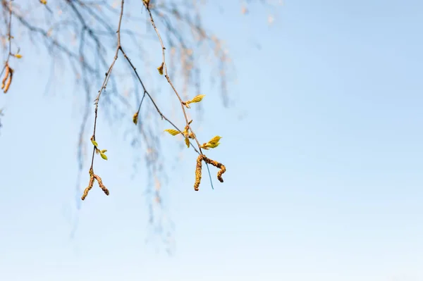 Twijgen Met Jonge Bladeren Katjes Van Berkenboom Blauwe Lucht Achtergrond — Stockfoto