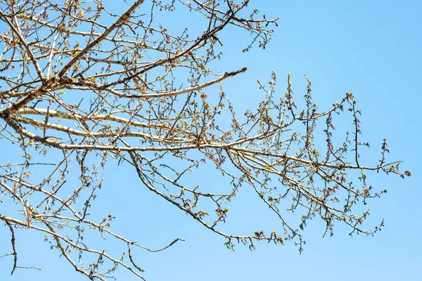 Ramas Álamo Con Brotes Cielo Azul Fondo Soleado Día Primavera —  Fotos de Stock