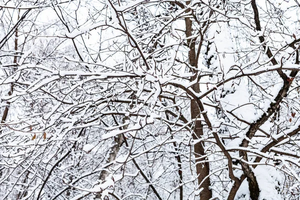 Засніжені Дерева Сніговому Лісі Тимірязевського Парку Москві Зимовий День — стокове фото