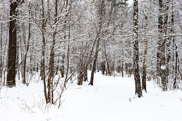 冬の日にモスクワ市のTimiryazevsky公園の雪に覆われた森林の歩道 — ストック写真