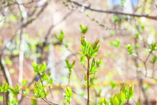 Čerstvé Zelené Listy Pupenu Zblízka Fasáda Činžovního Domu Pozadí Slunném — Stock fotografie