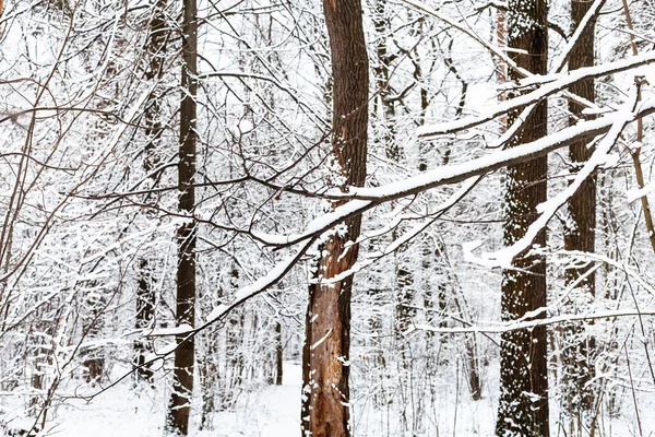 莫斯科市蒂米尔亚泽夫斯基公园白雪覆盖的森林中的树木 — 图库照片