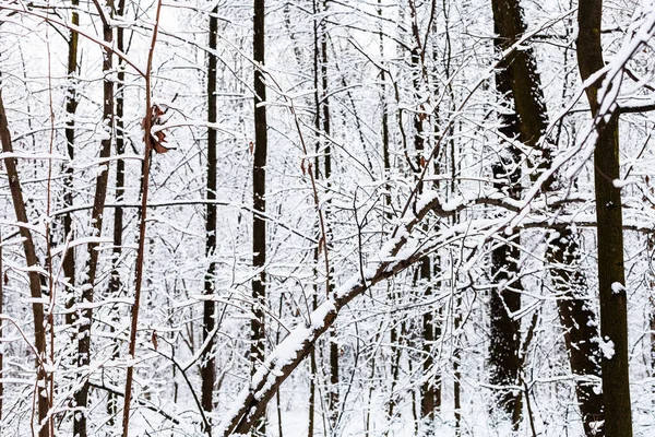 雪に覆われた冬の日にモスクワ市のTimiryazevsky公園の雪に覆われた黒い木の幹 — ストック写真