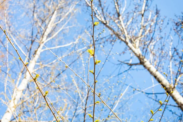 Zweig Mit Jungen Blättern Und Pappeln Und Blauem Himmel Hintergrund — Stockfoto