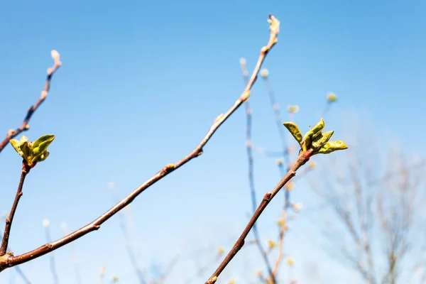 Zweige Mit Knospen Des Apfelbaums Und Blauem Himmel Hintergrund Sonnigen — Stockfoto