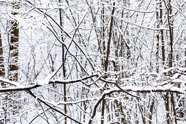 Pokryte Śniegiem Czarne Gałęzie Drzew Zaśnieżonym Lesie Timiryazevsky Parku Moskwie — Zdjęcie stockowe