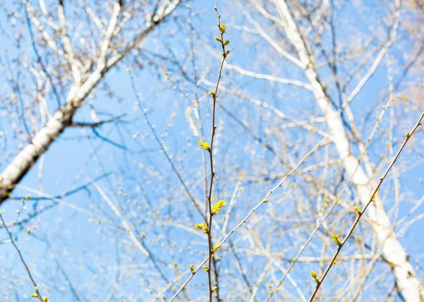 Oksa Uusia Lehtiä Poppeli Puita Sininen Taivas Taustalla Aurinkoisena Kevätpäivänä — kuvapankkivalokuva