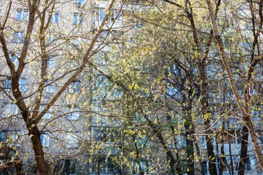 Baharda arka planda genç yaprakları ve apartmanı olan güneşli ağaçlar.