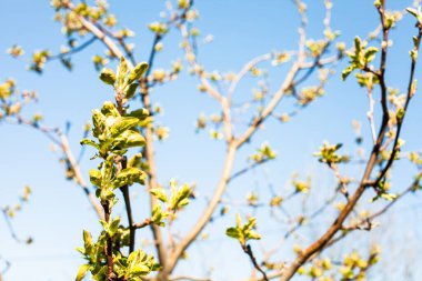 Taze yaprakları olan elma ağaçlarının dalları ve güneşli bahar gününde arka planda mavi gökyüzü (ön plandaki sol dala odaklan)