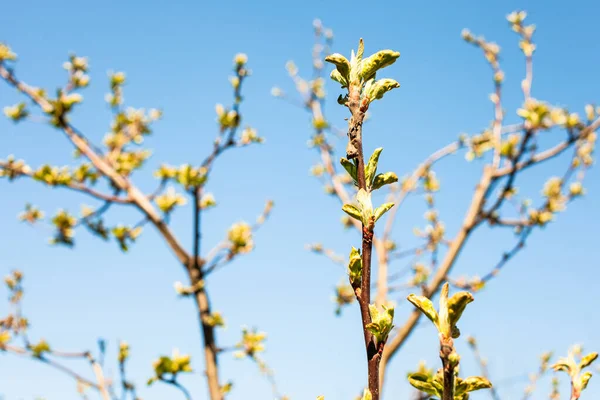 Äste Von Apfelbäumen Mit Jungen Blättern Und Blauem Himmel Hintergrund — Stockfoto