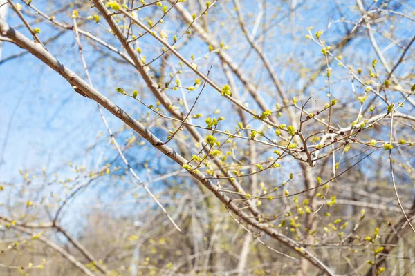 Větve Stromů Novým Listím Městském Parku Slunečného Jarního Dne Zaměření — Stock fotografie