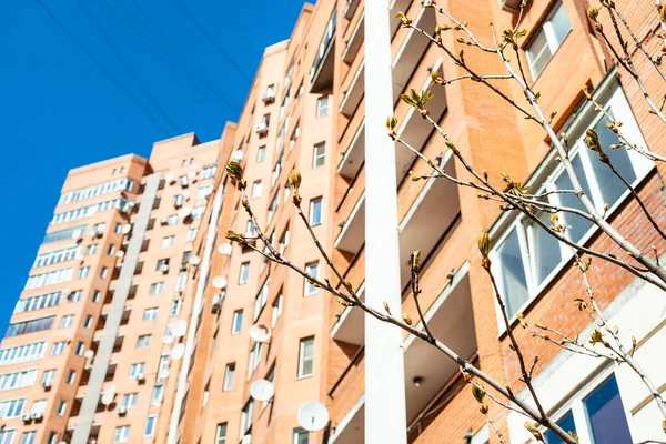 Zweige Rosskastanienbaum Mit Jungen Blättern Und Hochhaus Wohnhaus Hintergrund Sonnigen — Stockfoto