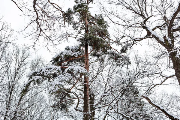 Snow Covered Pine Tree Forest Timiryazevsky Park Moscow City Winter — Stock Photo, Image