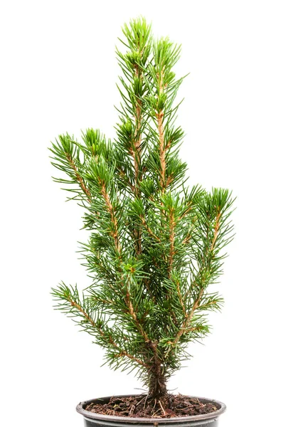 Kleine Natürliche Fichte Weißtanne Picea Glauca Conica Topf Isoliert Auf — Stockfoto