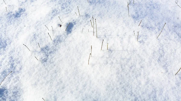 Поверхность Луга Лесу Покрытая Последним Снегом Солнечный Весенний День — стоковое фото