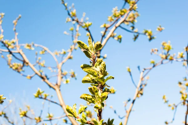 Äste Von Apfelbäumen Mit Bourgeons Und Blauem Himmel Hintergrund Sonnigen — Stockfoto