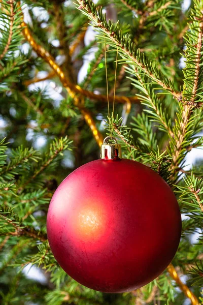 Bola Roja Árbol Navidad Natural Primer Plano Interior — Foto de Stock